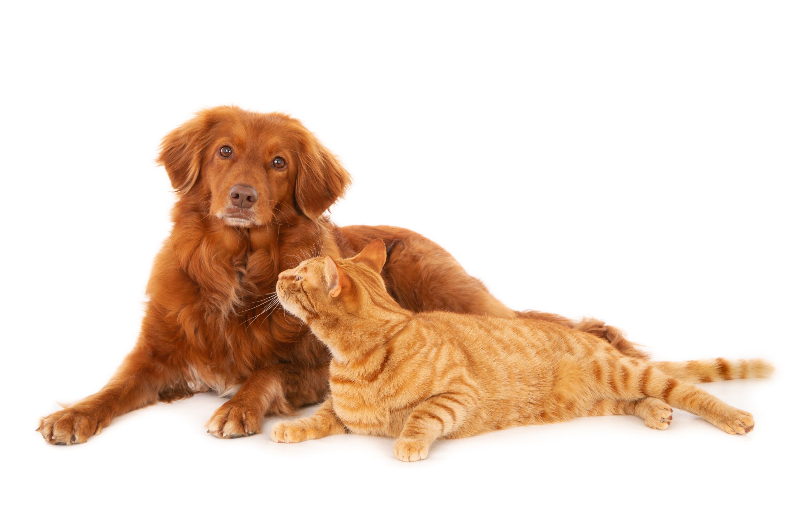 7 razones para elegir a Dimac, tu distribuidora de productos para mascotas