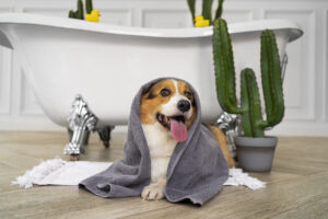 7 Cosas Esenciales que Debes Saber sobre el Baño de tu Mascota: ¿Champú Normal o en Espuma Seca?