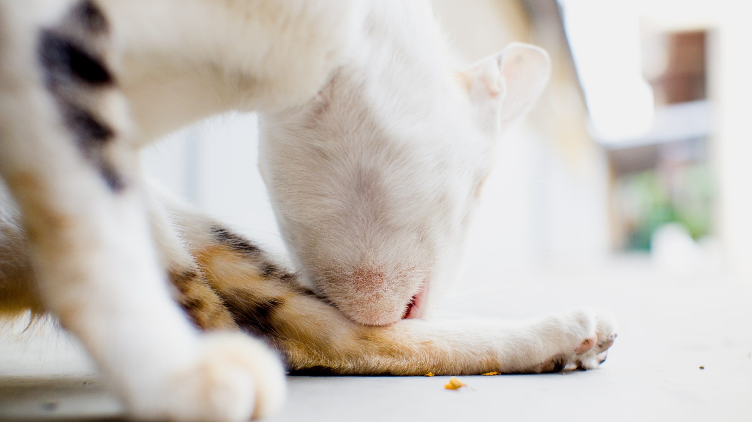 7 Secretos Sobre la Higiene de los Gatos que Cada Dueño Debería Conocer