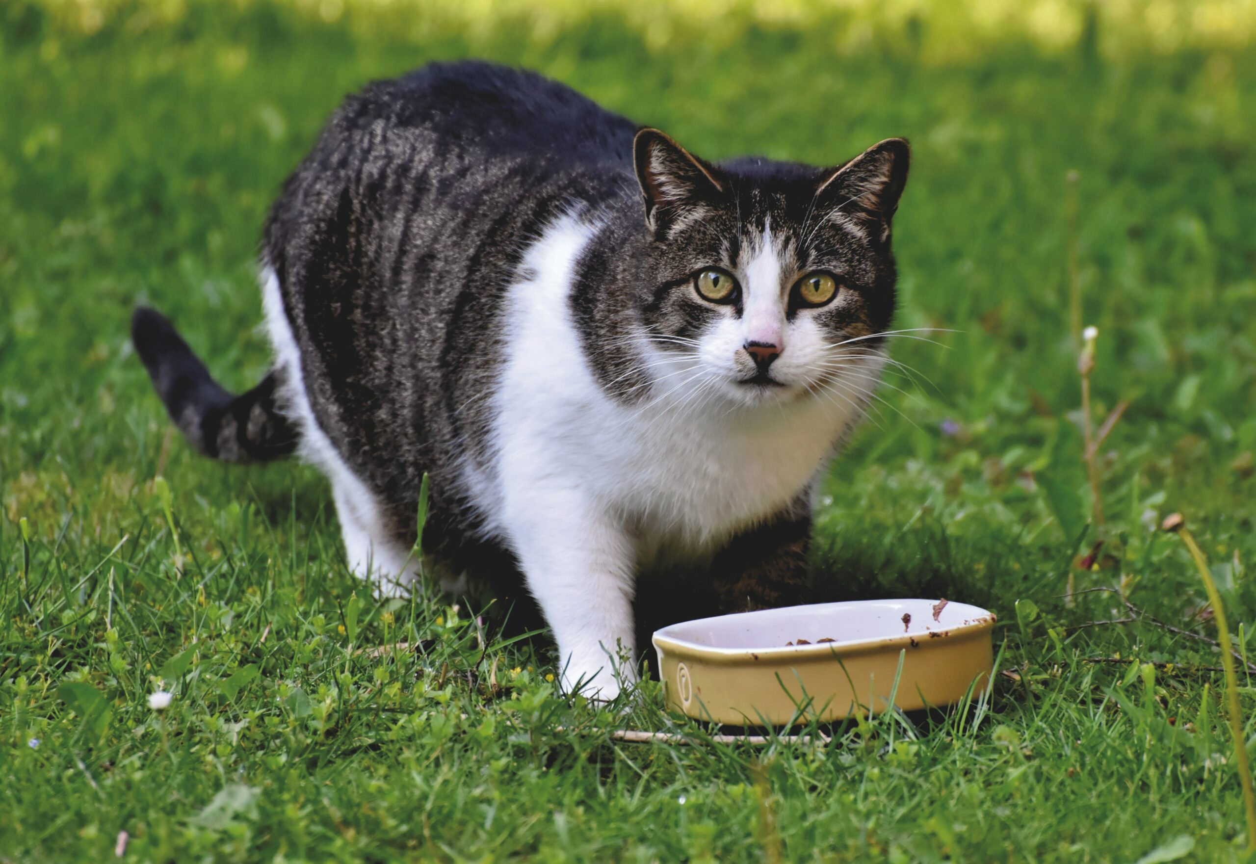 10 ventajas de la comida húmeda natural para gatos: Descubre los beneficios de Naturo