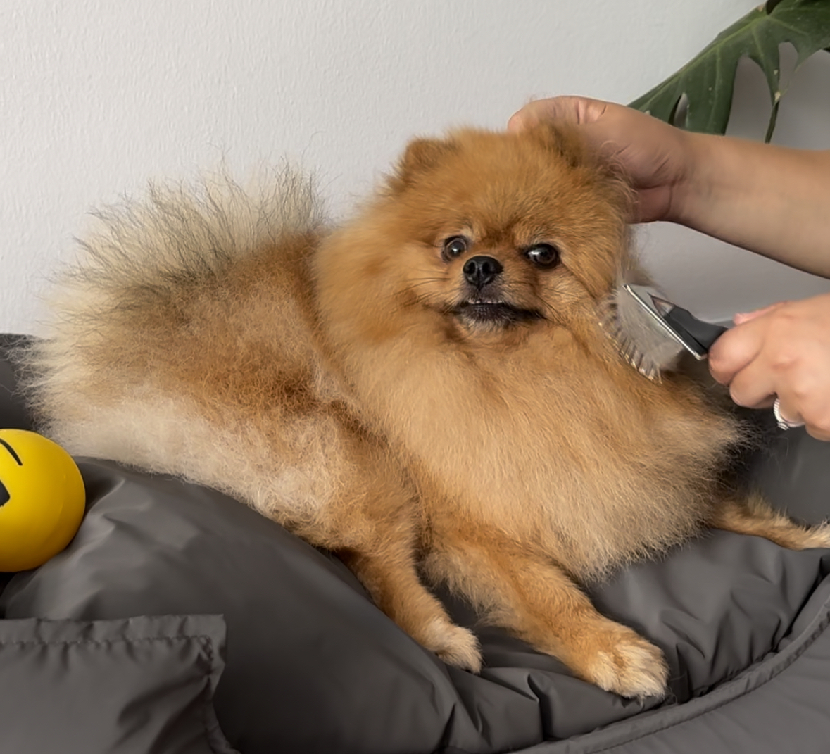 7 características sobre el cepillado de tu perro: Descubre los cepillos y peines Wuapu perfectos para cada tipo de pelo