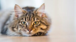 10 argumentos sobre Wuapu Naturgrind: La mejor alternativa a la arena de gato que elimina los olores de pis de gato