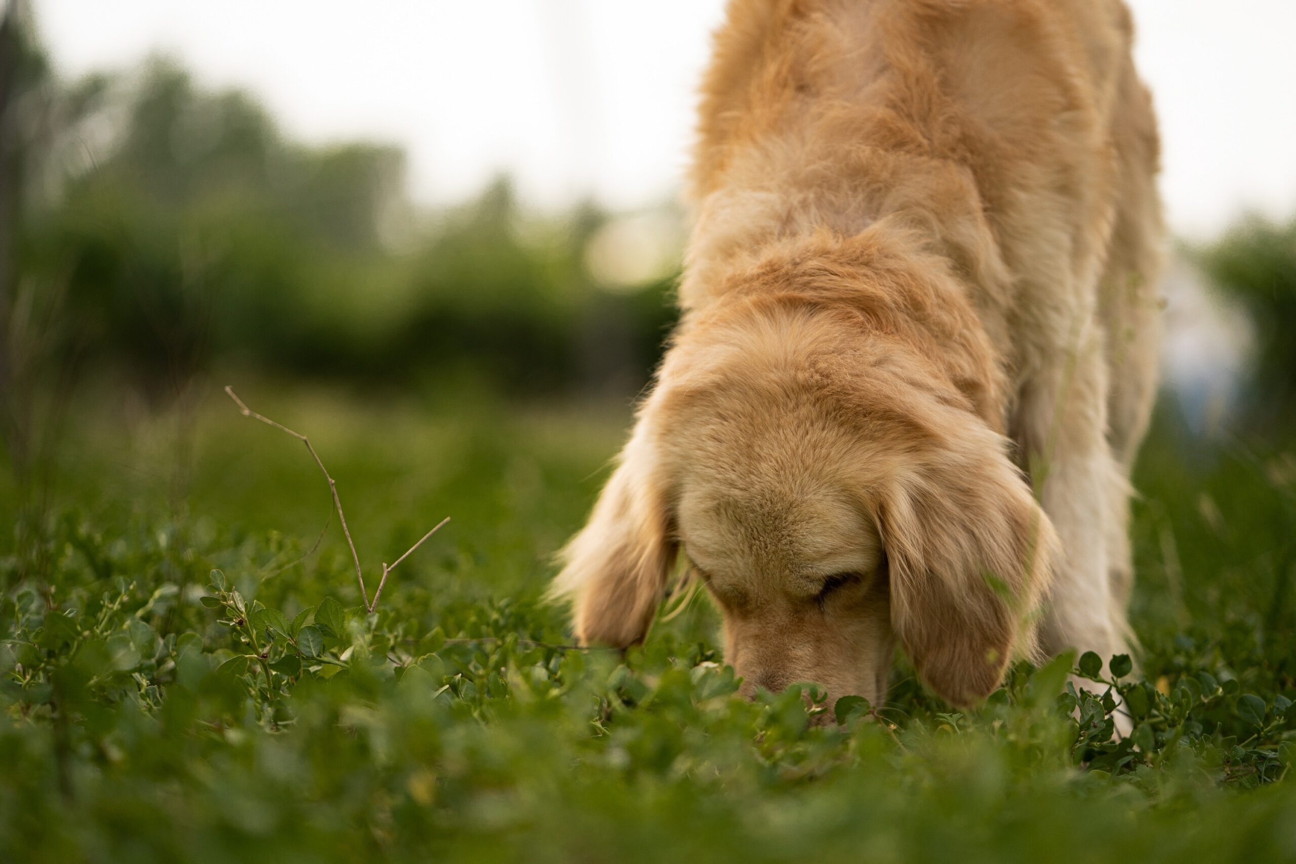 7 Beneficios Inigualables de Estimular el Olfato de los Perros