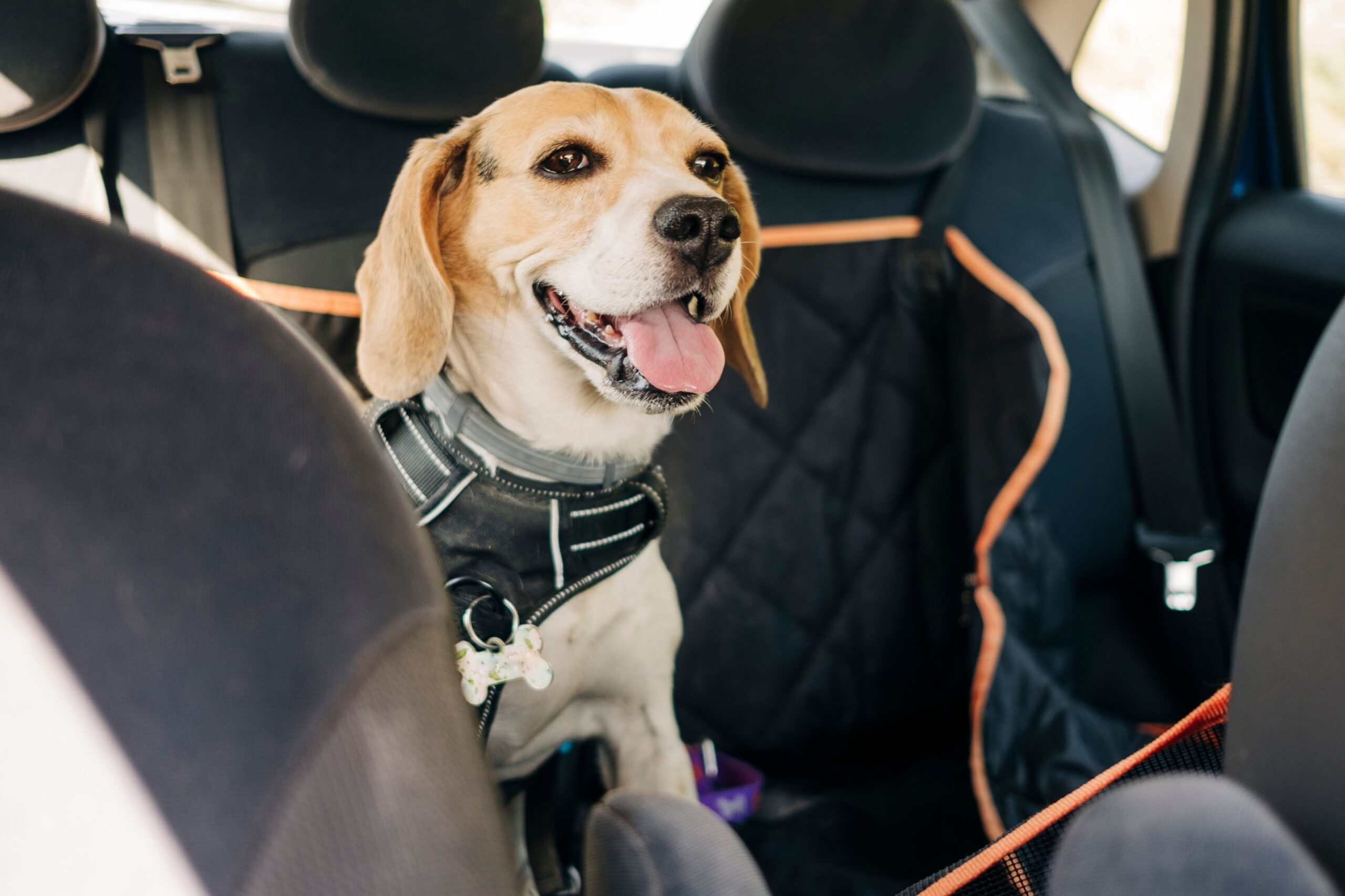 6 Consejos Esenciales para Viajar en Coche con tu Perro Pequeño